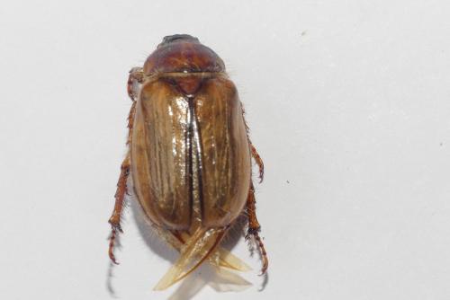 Amphimallon solstitiale